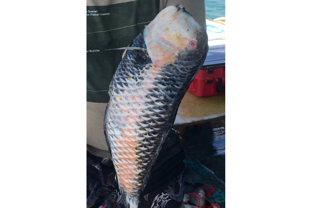 頸鰭魚屬