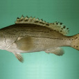 縱帶石斑魚 縱帶石斑魚