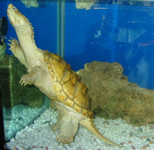 佛羅里達鱷龜