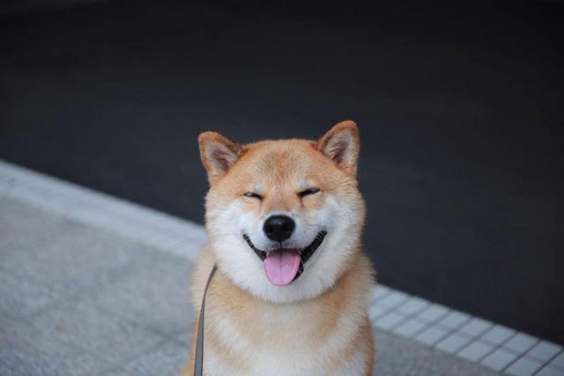 微笑柴犬