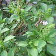 荊菜 荊菜