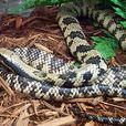 巴西水王蛇