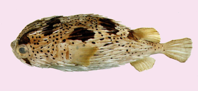六斑刺魨（Diodon holacanthus）