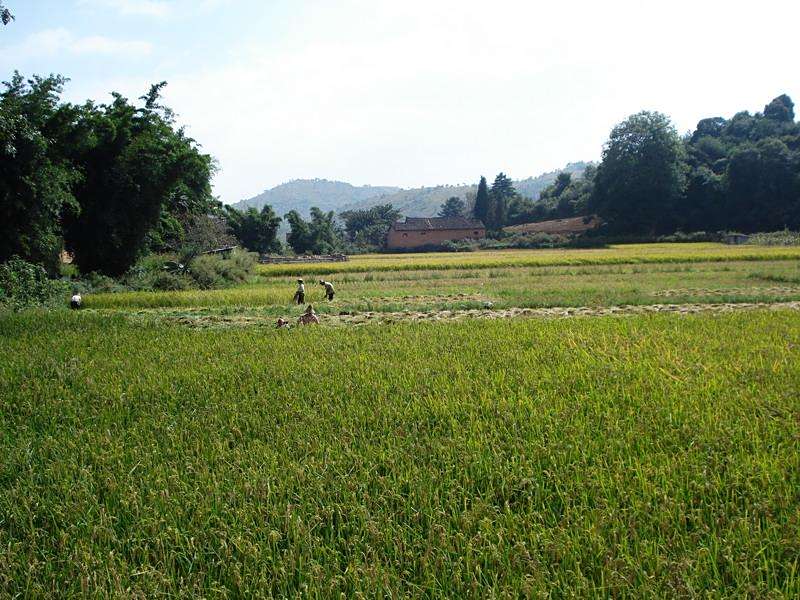 腦耳山村 腦耳山村
