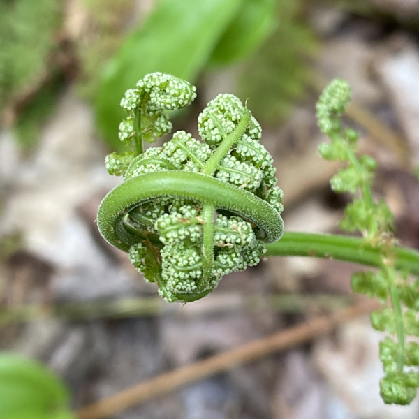 Dryopteris intermedia