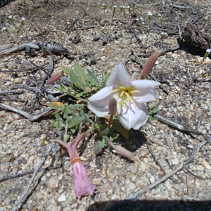 Oenothera avita