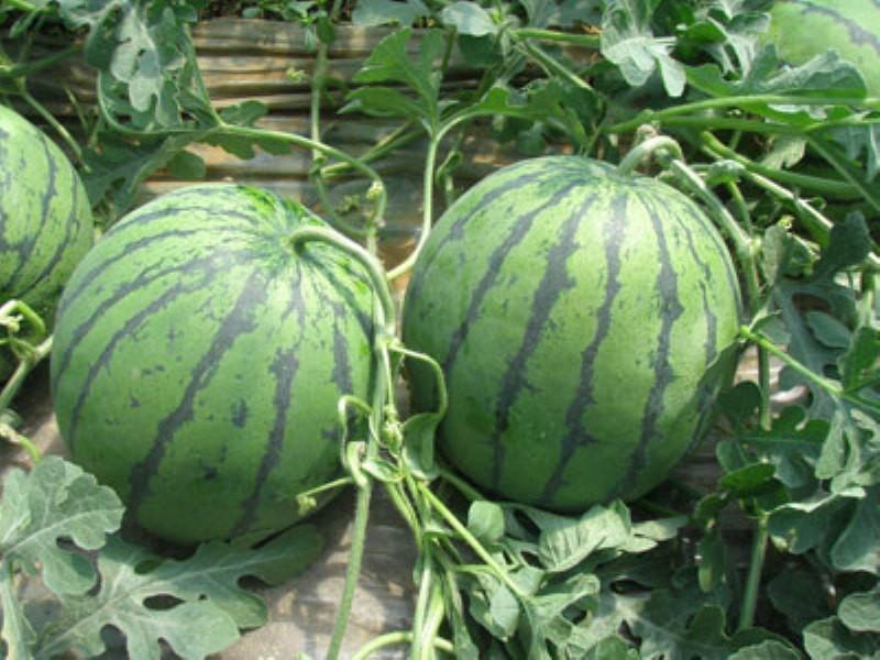 歐麗亞(桂審瓜2007003號) 歐麗亞(桂審瓜2007003號)