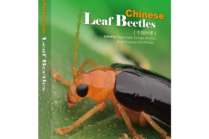 中國葉甲 中國葉甲