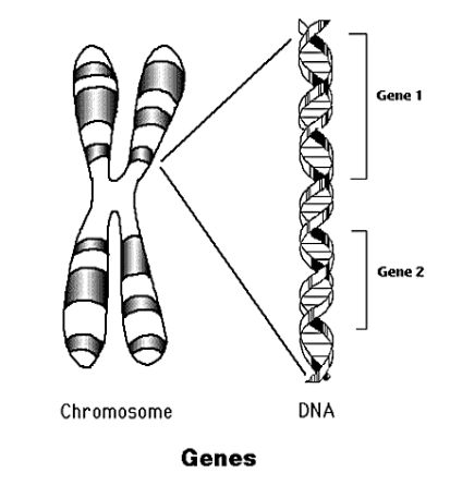 染色體