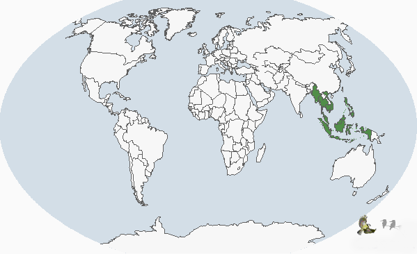 爪哇池鷺分布圖
