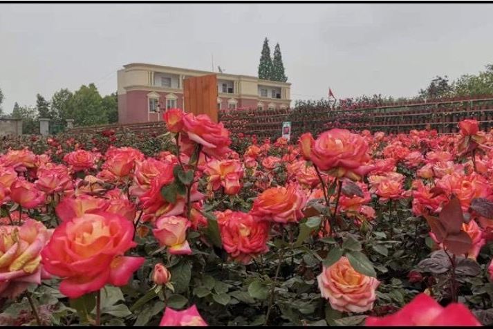 合肥花博匯 合肥花博匯