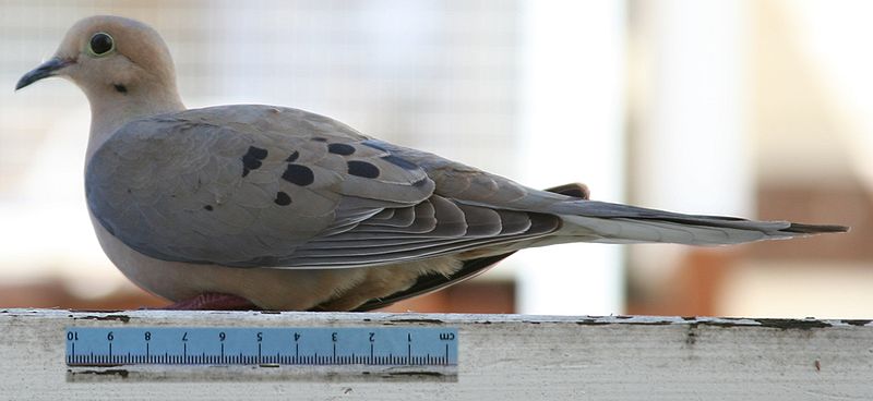 測量體長的斑頰哀鴿