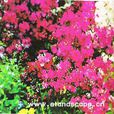 報春花類 報春花類