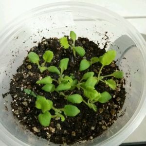 羽葉洋葵 羽葉洋葵