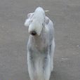 貝林登梗犬(貝林登梗) 貝林登梗犬(貝林登梗)