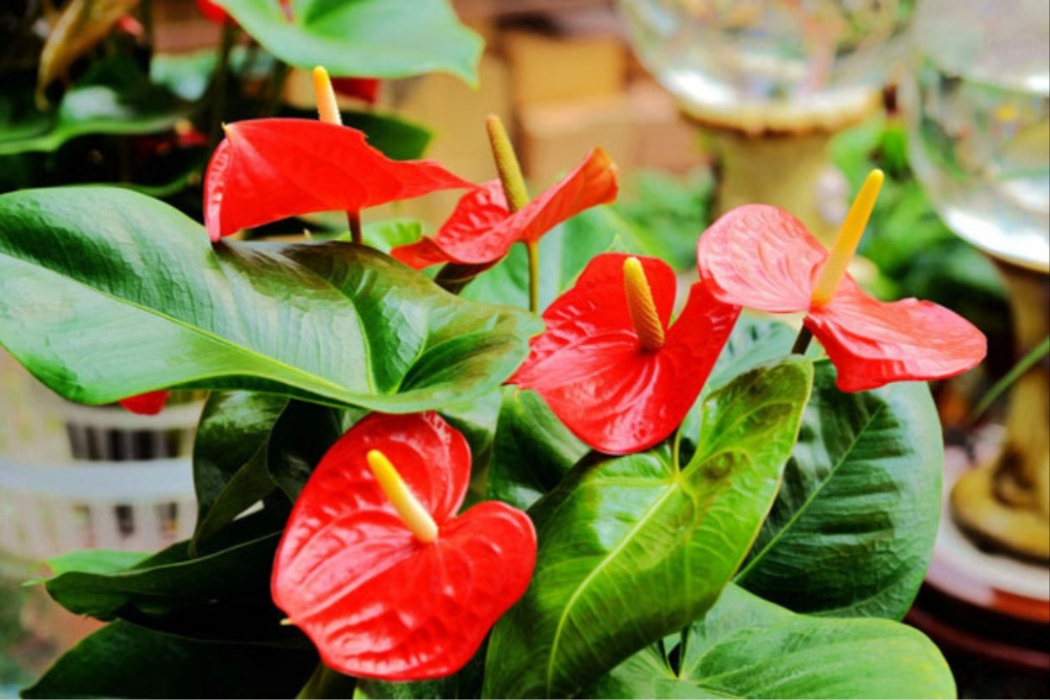 海南紅掌 海南紅掌