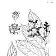 毛果翼核果 毛果翼核果