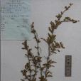 延安小檗 延安小檗