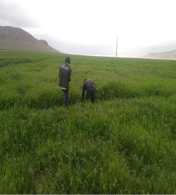 2017年7月多布扎鄉扎西孜村青稞種植場一角
