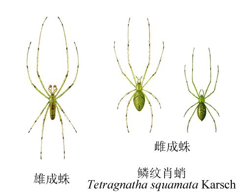 鱗紋肖蛸 鱗紋肖蛸