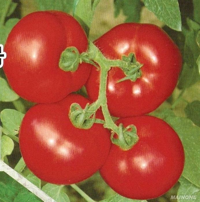中農6號 中農6號