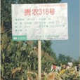 貴農318 貴農318
