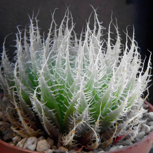 綠牡丹(百合科十二卷屬植物) 綠牡丹(百合科十二卷屬植物)