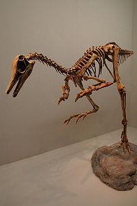 巴塔哥尼亞爪龍的骨架模型