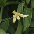 鷹爪花(植物名稱)