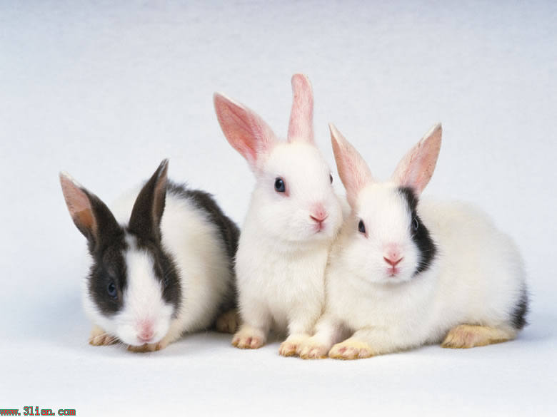 3隻小白兔