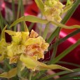 萬和蘭花 萬和蘭花