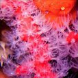 紅珊瑚(紅珊瑚屬動物)