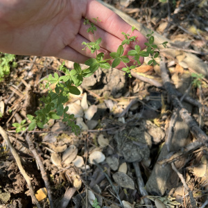 Galium sparsiflorum
