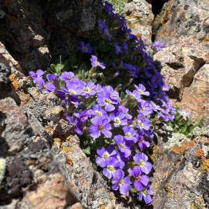 Aubrieta canescens