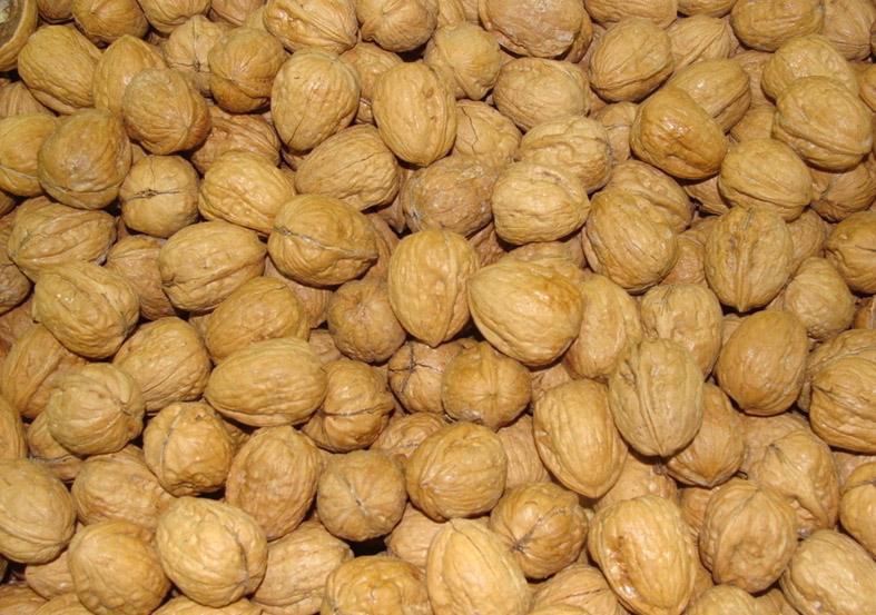 朱陽核桃 朱陽核桃