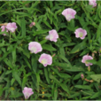 旋花(中藥) 旋花(中藥)