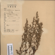 矮濱蒿 矮濱蒿