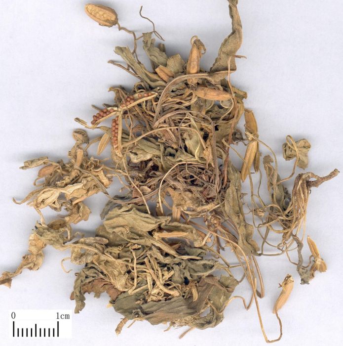 金邊兔耳草 金邊兔耳草