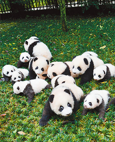 中國保護大熊貓研究中心雅安碧峰峽基地