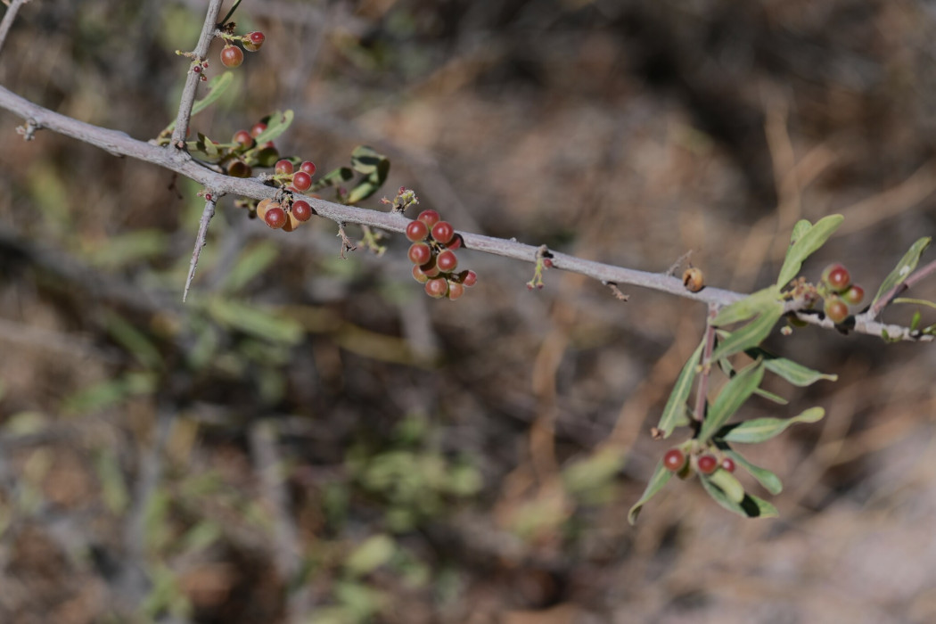 Schinus pilifera
