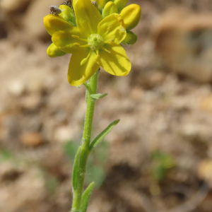 Haplophyllum linifolium