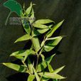 鵝毛竹 鵝毛竹