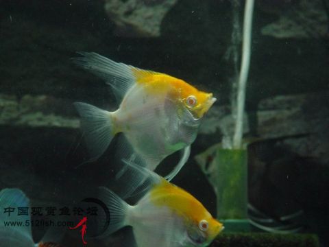 金頭神仙魚