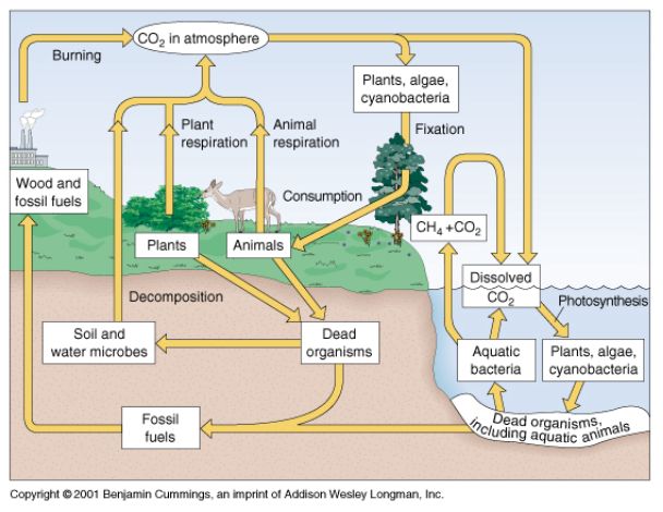 碳素循環