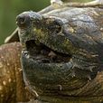 真鱷龜(大鱷龜)