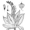 城口榿葉樹 城口榿葉樹