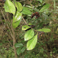 安龍瘤果茶 安龍瘤果茶