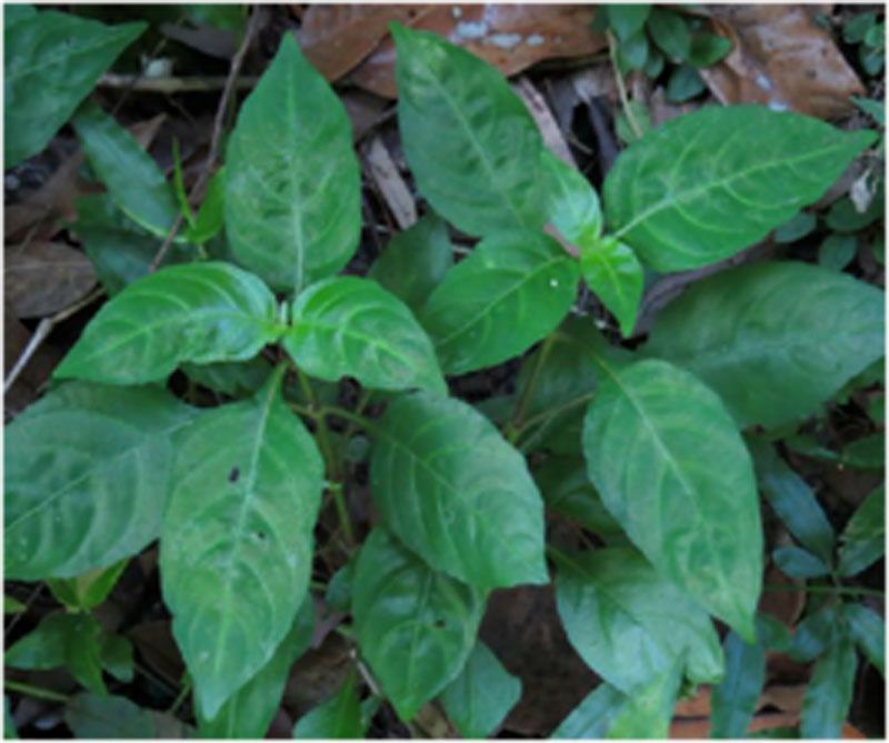 狗肝菜(中藥) 狗肝菜(中藥)