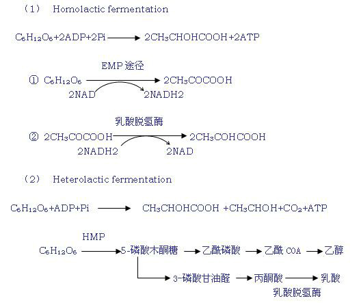 異型乳酸發酵