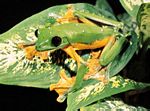 哥斯大黎加飛樹蛙(Agalychnis spurrelli)
